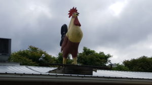 The famous chicken