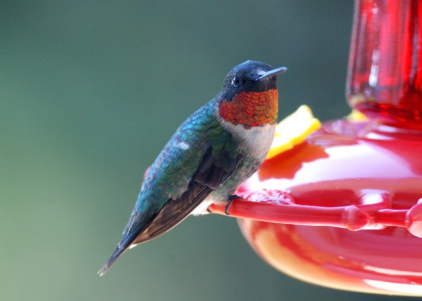 hummingbird tennis shoes