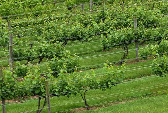 pawineries_fp06