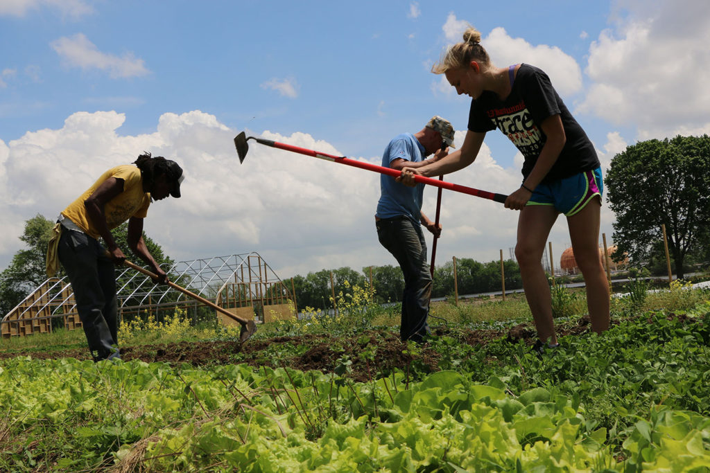 working in the farm (1)